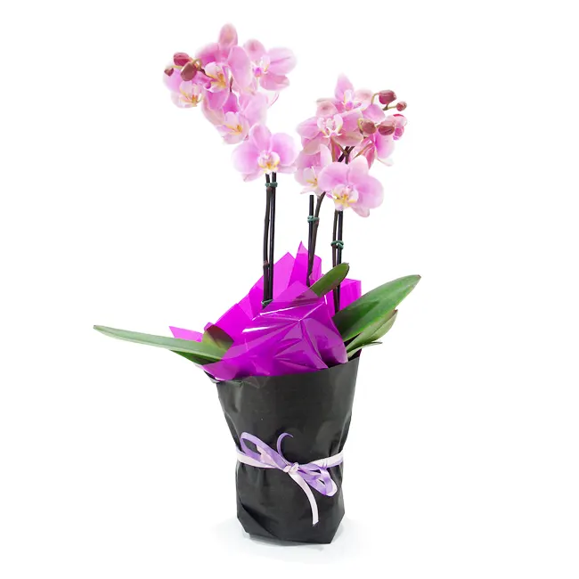 Dreams Orchid P