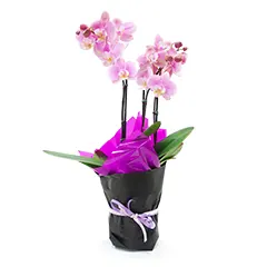 As orquídeas são as jóias da natureza e através delas você presenteia com muita beleza e emoção. São flores nobres, sofisticadas e duradouras. Acerte no presente!
