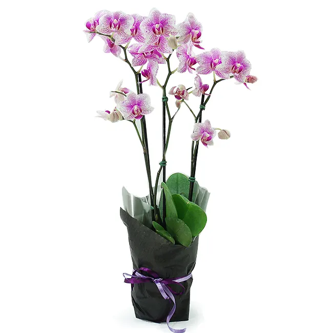 Orquídea P Lilás