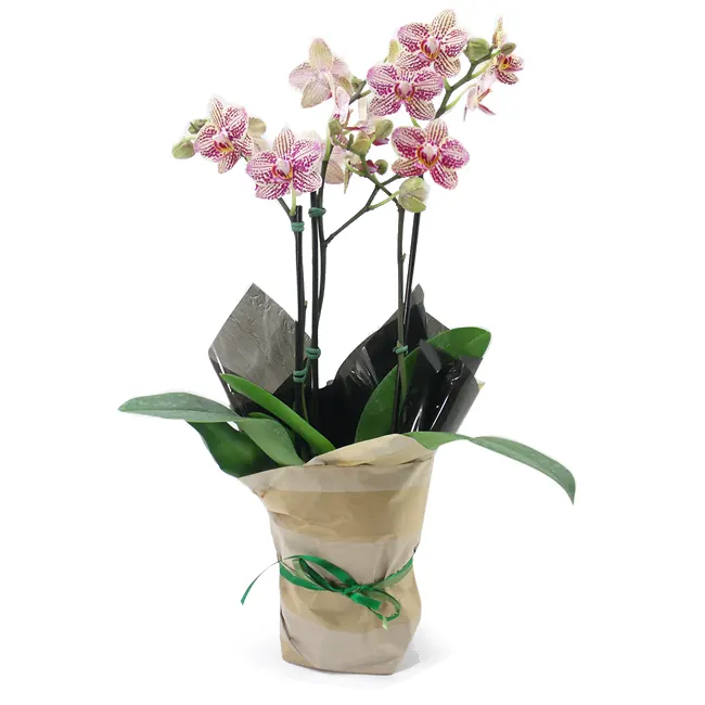 Orquídea P Chic