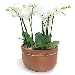 É a escolha perfeita para quem deseja adicionar um toque de elegância e serenidade ao ambiente. Este delicado vaso de cerâmica, com acabamento impecável, abriga 4 orquídeas brancas exuberantes, que simbolizam a pureza e a sofisticação. Ideal para decorar sua casa, escritório ou presentear alguém especial, essa combinação única traz beleza e um toque de frescor natural