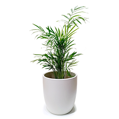 Palm Chamaedorea P