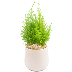 Pinheirinho de Natal