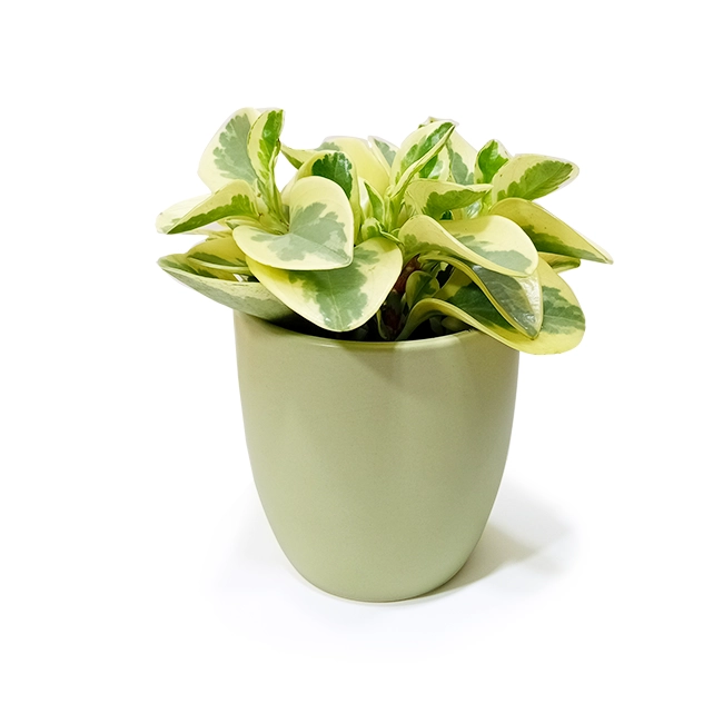 Peperomia Obtusifolia P
