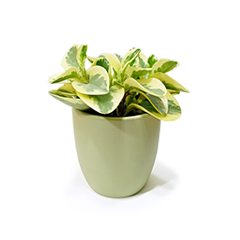 Peperomia Obtusifolia P