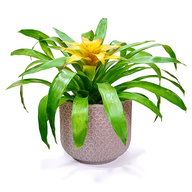 Bromeliad