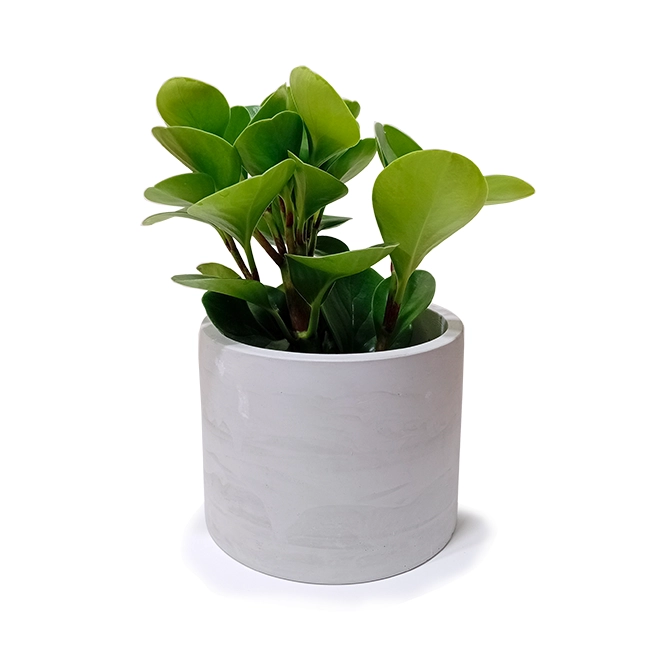Peperomia P