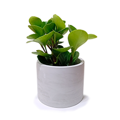 Peperomia P