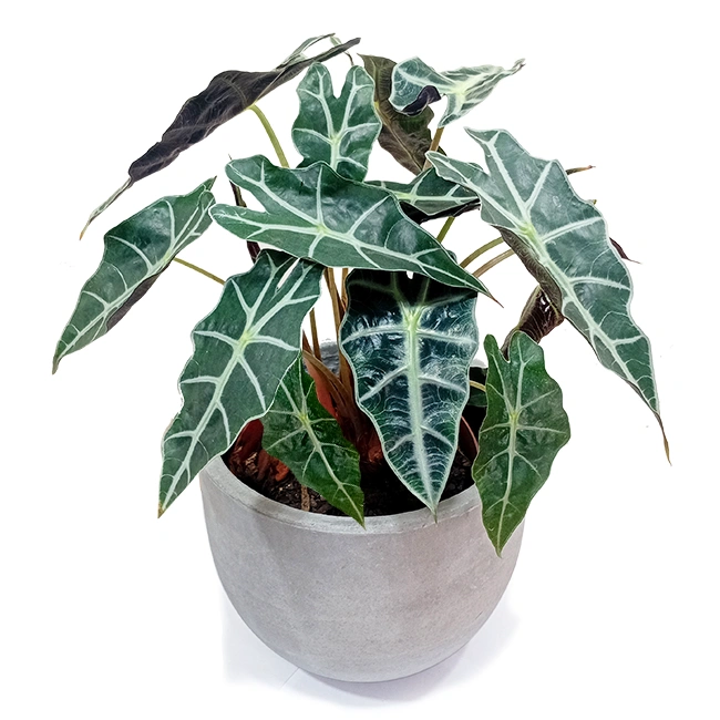 Alocasia
