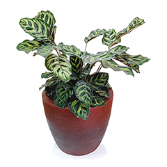 Maranta