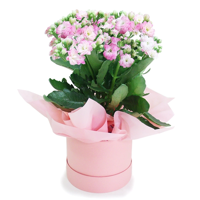 PINK FORTUNE FLOWER