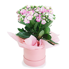 PINK FORTUNE FLOWER