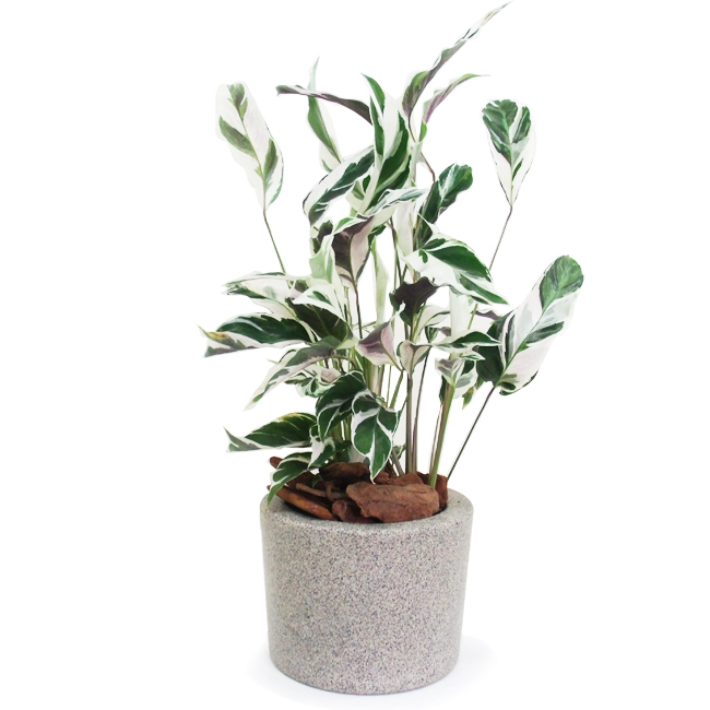 Calathea Vase