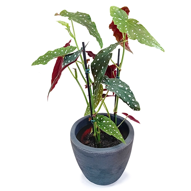 Begonia Maculata