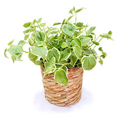 Ivy