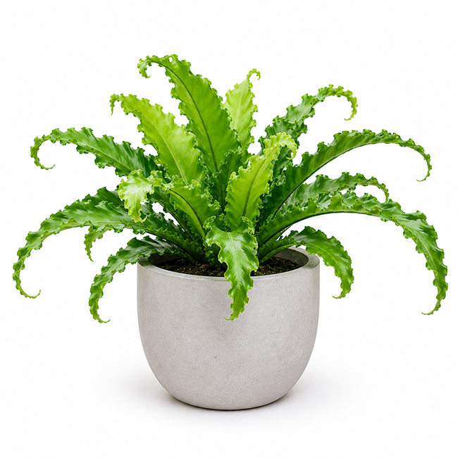 Asplenium