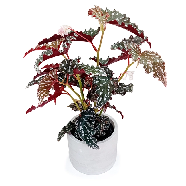 Angel Wing Begonia