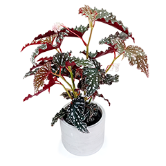 Angel Wing Begonia