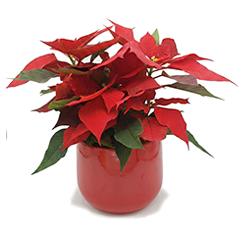 Poinsethia de Natal