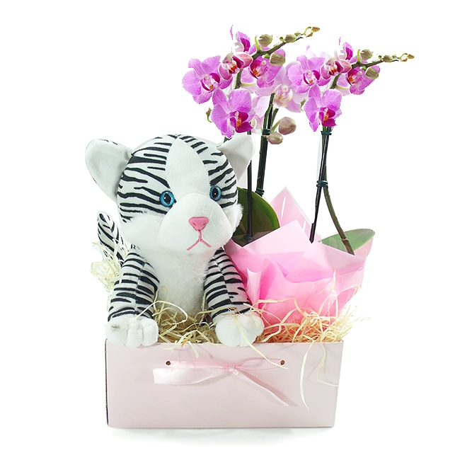 Gatinha E Orquídea Midi