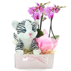 A orquídea é uma flor magnífica, conhecida por sua elegância duradoura. Nessa cesta delicada, vem acompanhada de uma pelúcia fofa de gatinha para criar um momento memorável e tocante, que expressa muito carinho.