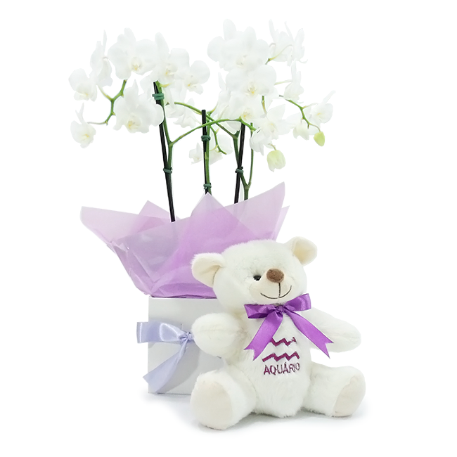 Aquarius Orchid