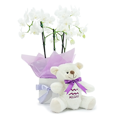 Orquídea de Aquário