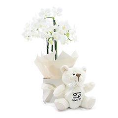 Orquídea de Câncer 