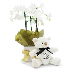 Orquídea de Capricórnio