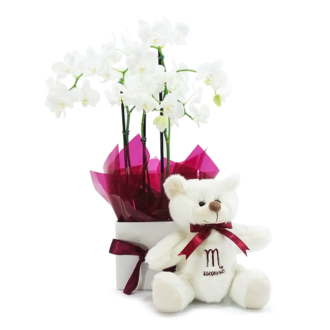 Scorpio Orchid