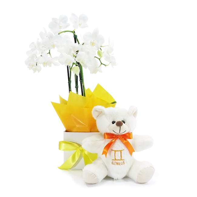 Gemini Orchid