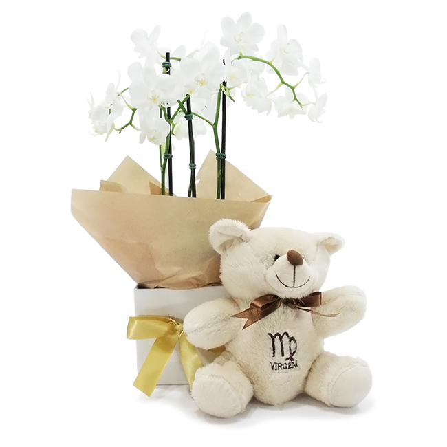 Virgo Orchid