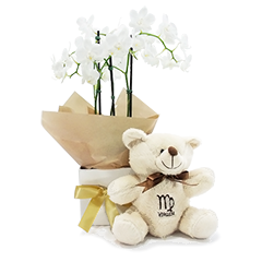 Orquídea de Virgem