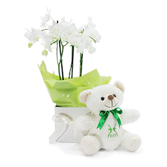 Orquídea de Peixes