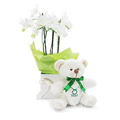 Orquídea de Touro