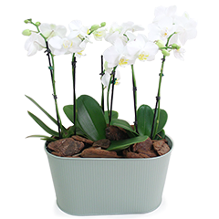 Este elegante vaso com três orquídeas Phalaenopsis midi é o arranjo perfeito para quem busca sofisticação e beleza natural em um só produto. As orquídeas midi Phalaenopsis são conhecidas por suas pétalas delicadas e duradouras, que simbolizam amor, pureza e elegância. Em um vaso estiloso de design moderno, esse arranjo é ideal para decorar espaços como salas de estar, escritórios ou recepções, proporcionando um toque de leveza e requinte.