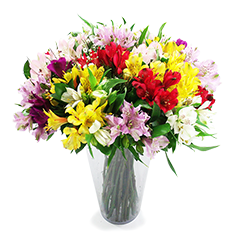 Coloridas alstroemérias para alegrar o dia e a alma! Lindo presente para desejar parabéns em ocasiões mais que especiais. 