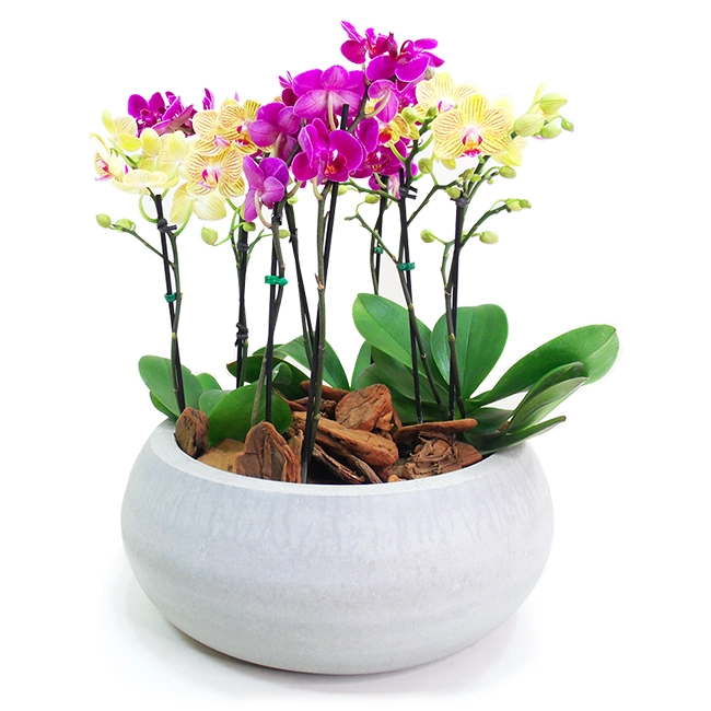 Elegance - Midi Orchids