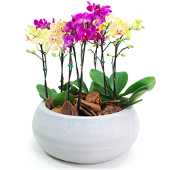 Este lindo arranjo traz a elegância das orquídeas midi phalaenopsis em um vaso de cimento moderno e sofisticado, ideal para presentes ou para decorar ambientes com um toque de cor e requinte. Com cinco orquídeas em tonalidades vibrantes e variadas, este vaso de orquídeas oferece beleza e personalidade, adaptando-se perfeitamente a qualquer ambiente, seja ele mais clássico ou contemporâneo.