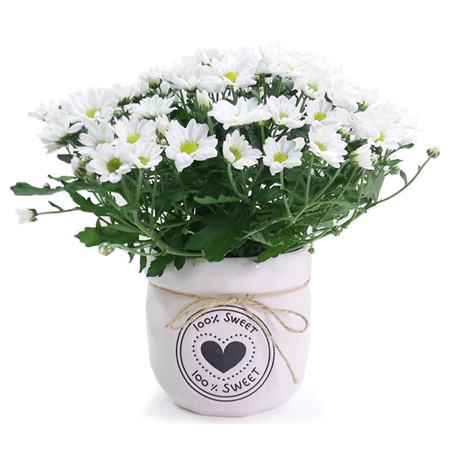 Planted mini daisies