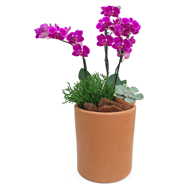 Midi Orchids and Succulents