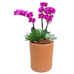 Orquídeas Midi e Suculentas