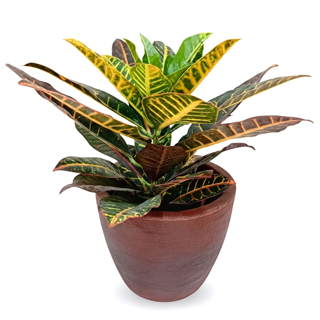 Croton