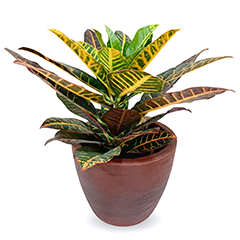 Croton
