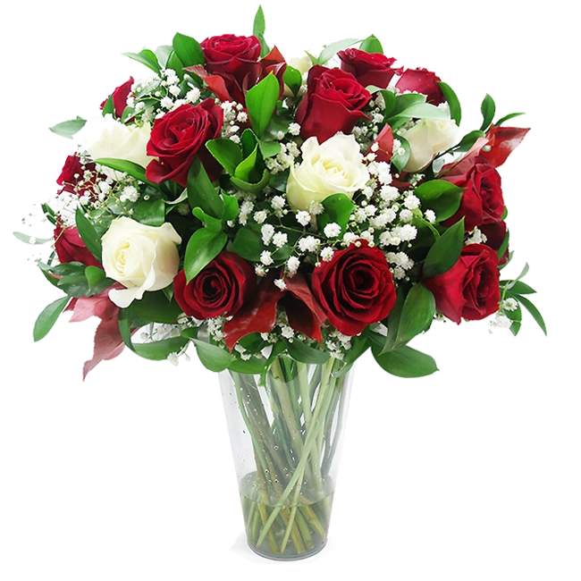 Red and White Roses