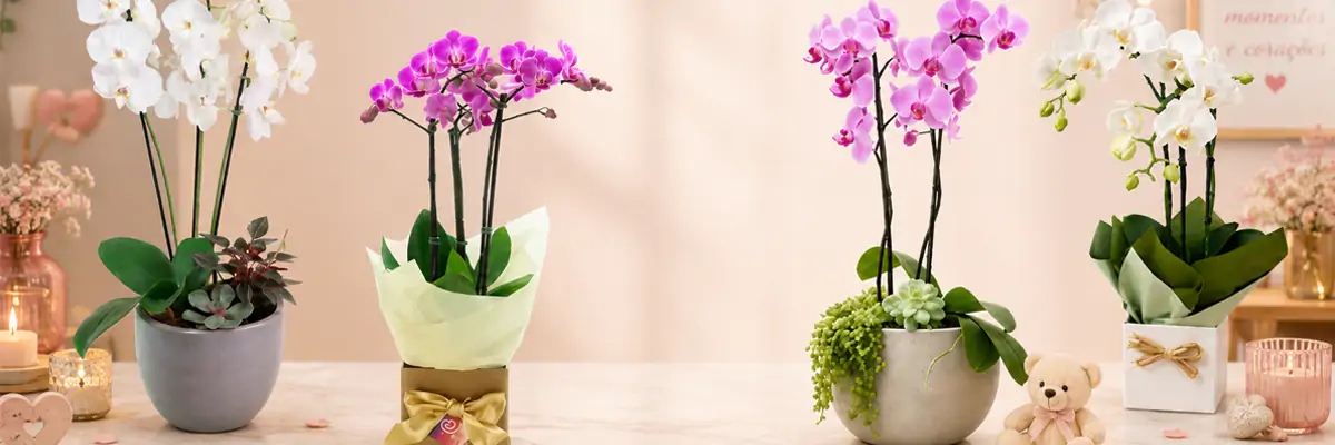 Orquídeas - Floricultura especializada em flores finas